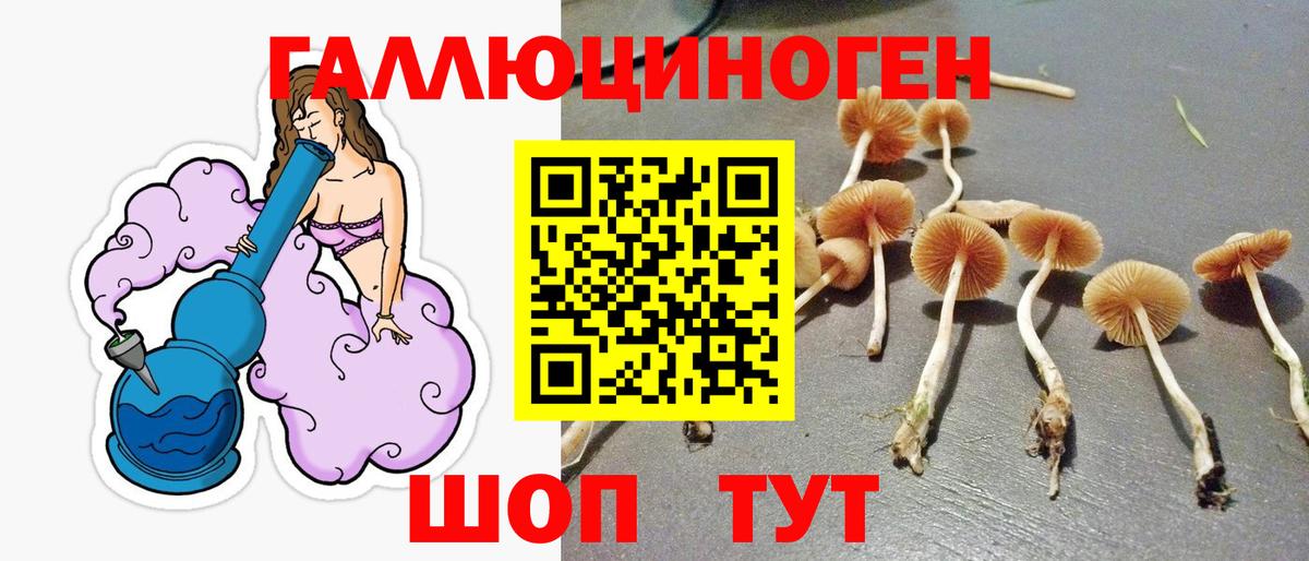 Галлюциногенные грибы Psilocybe Новозыбков